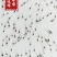 南美白对虾苗快大一代苗可淡化可技术指导厂家直销
