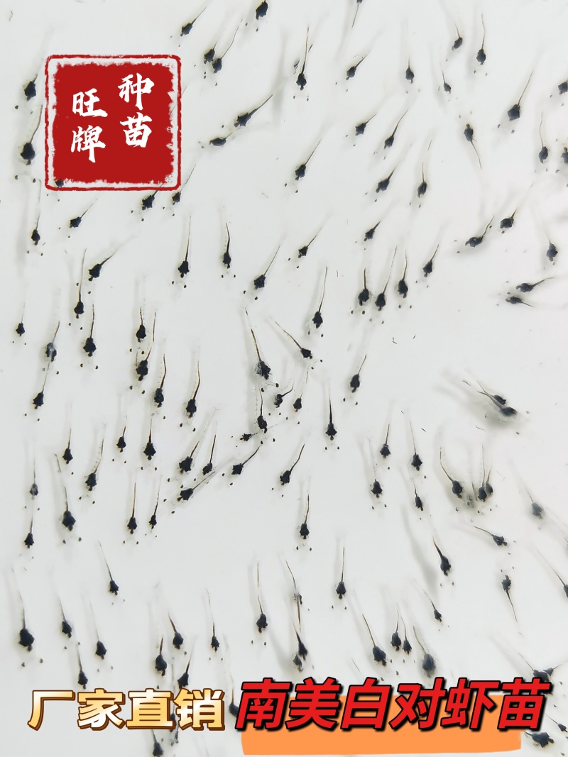 南美白对虾苗快大一代苗可淡化可技术指导厂家直销