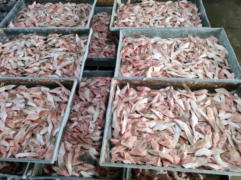三文鱼鱼翅鱼鳍烧烤鱼翅海鲜食材单冻三文鱼鱼鳍