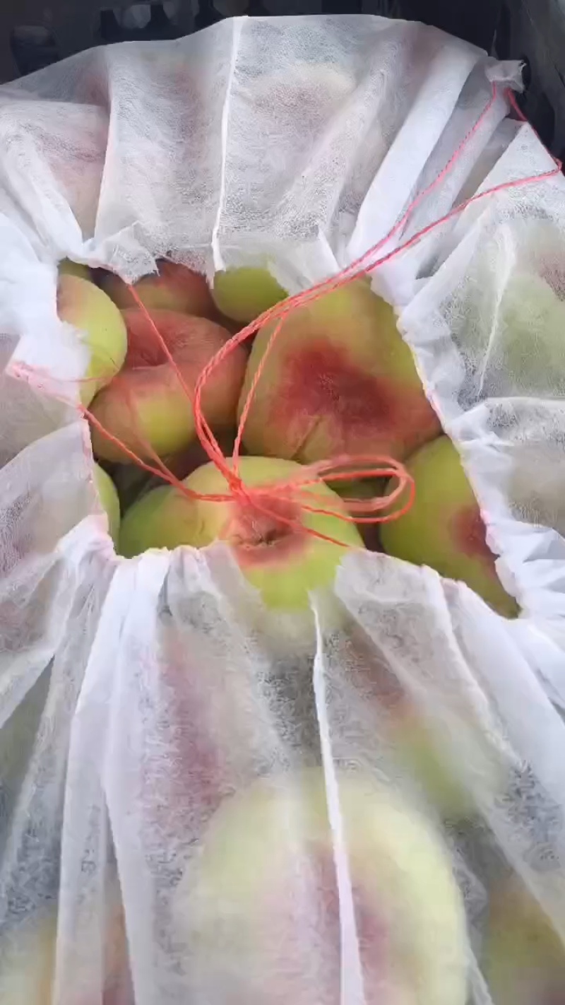 （实力）毛蟠桃/产地现摘/山东蟠桃，现摘现发货口感脆甜多