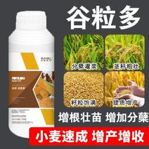 水稻小麦专用肥增质增产穗大粒饱抗旱