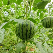 【2k西瓜】小糖丸西瓜山东西瓜皮薄脆甜供应各大超市平台
