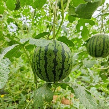【2k西瓜】小糖丸西瓜山东西瓜皮薄脆甜供应各大超市平台