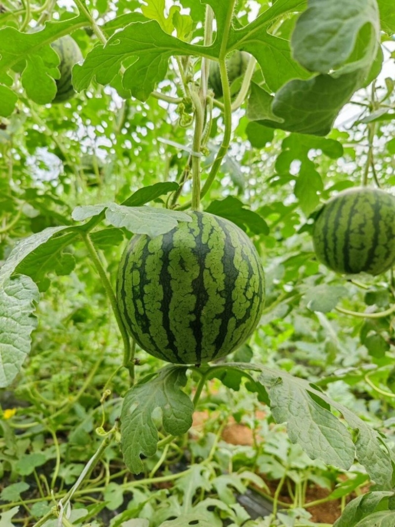 【2k西瓜】小糖丸西瓜山东西瓜皮薄脆甜供应各大超市平台