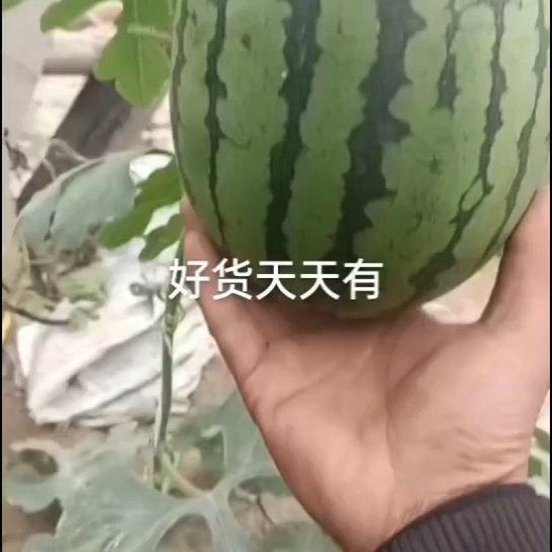 个头大，皮薄，糖度高，国型正，价格不高
