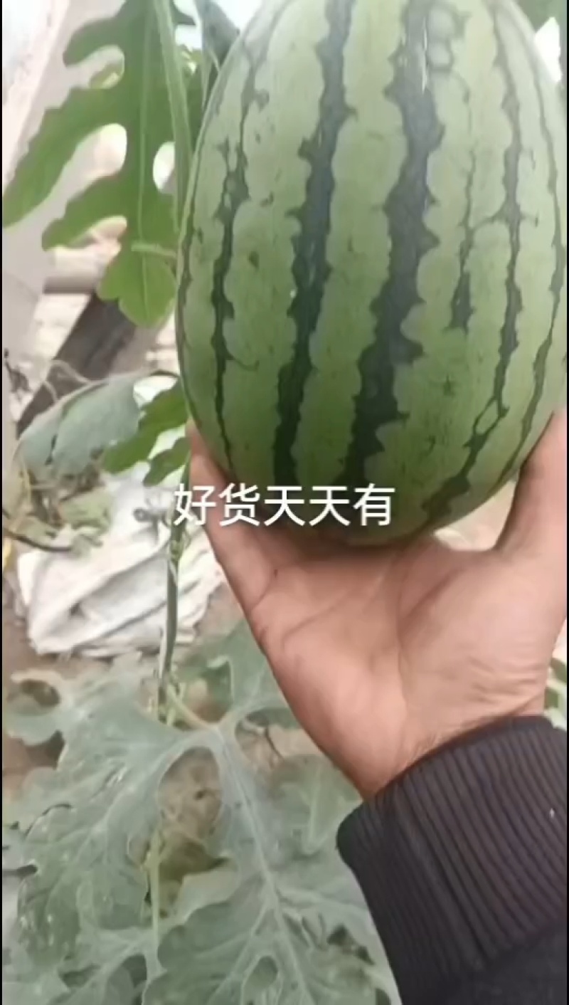 个头大，皮薄，糖度高，国型正，价格不高