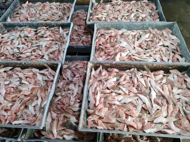 三文鱼鱼鳍三文鱼鱼翅原浆鱼翅马哈鱼鱼翅烧烤食材自助餐食材