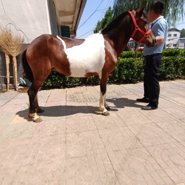 德保矮马骑乘稳定价格合理