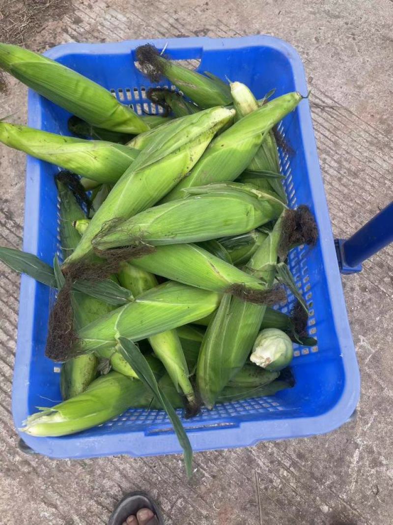 玉米，928奥甜75，小甜糯336甜糯玉米