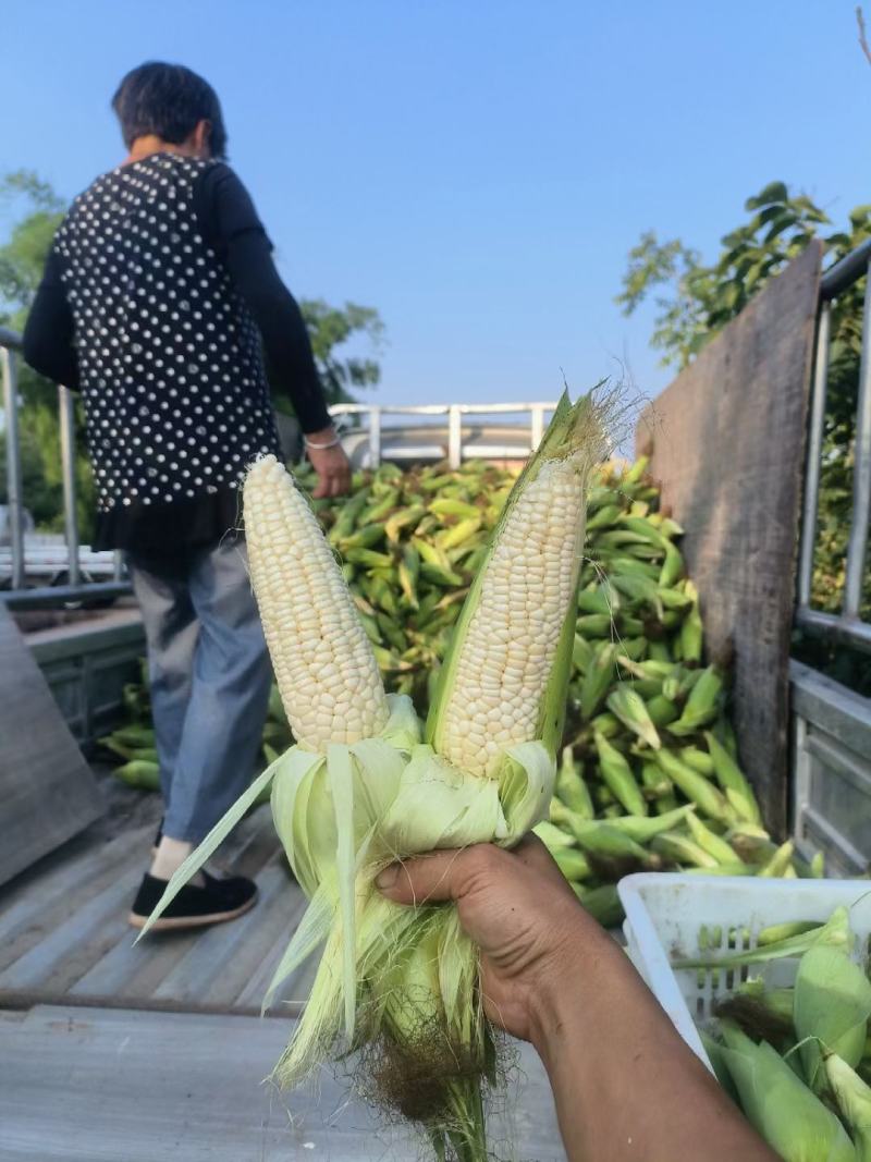 玉米，928奥甜75，小甜糯336甜糯玉米