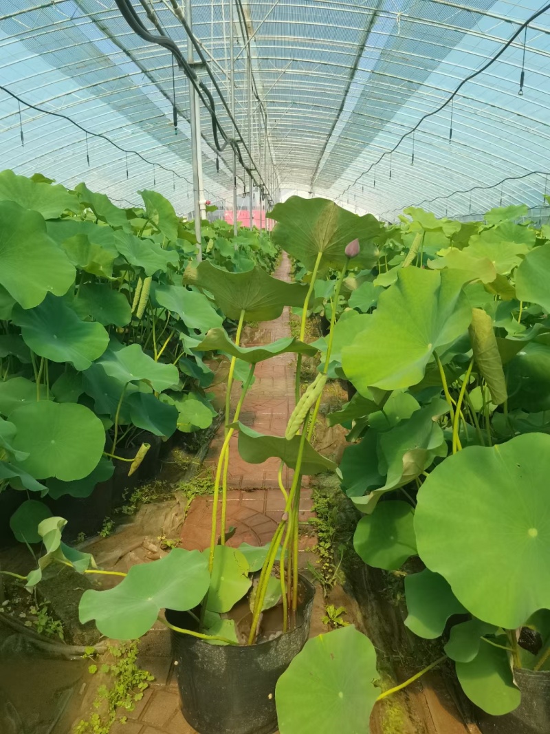 大量供应盆栽荷花基地直发一手货源充足工程苗