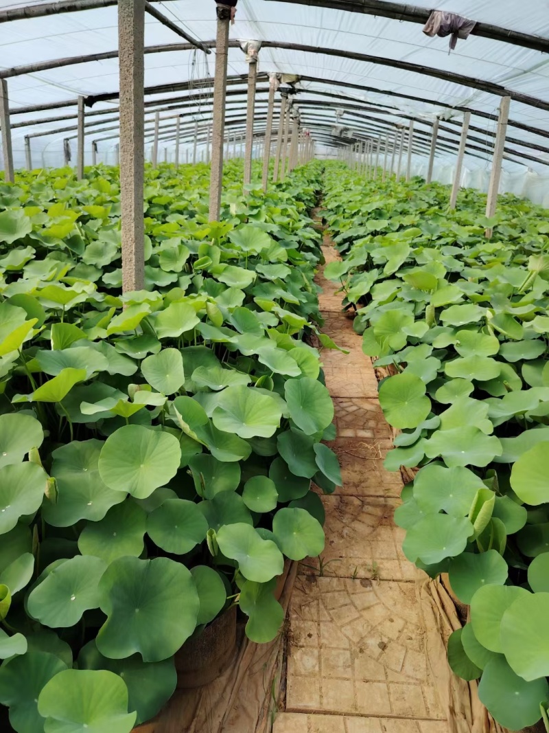 大量供应盆栽荷花基地直发一手货源充足工程苗