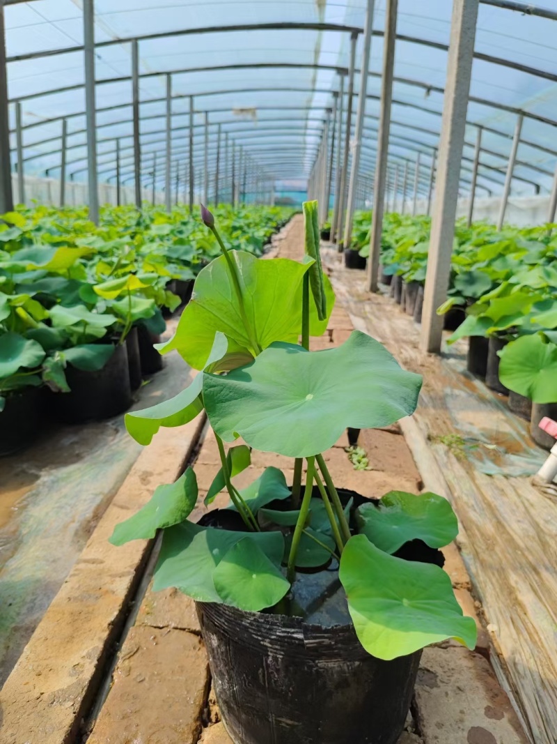 大量供应盆栽荷花基地直发一手货源充足工程苗