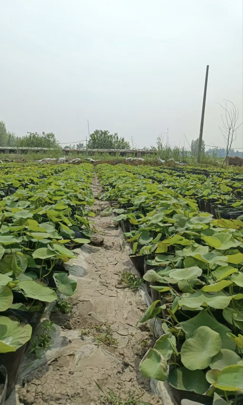 大量供应盆栽荷花基地直发一手货源充足工程苗