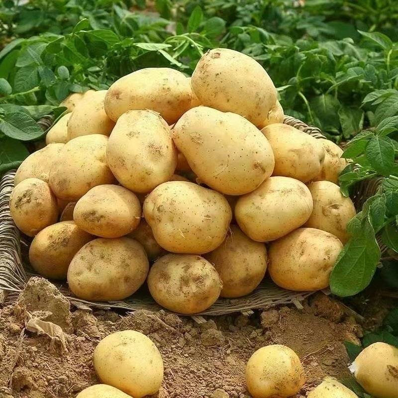 湖北土豆精品马尔科土豆大量上市黄皮黄心量大从优