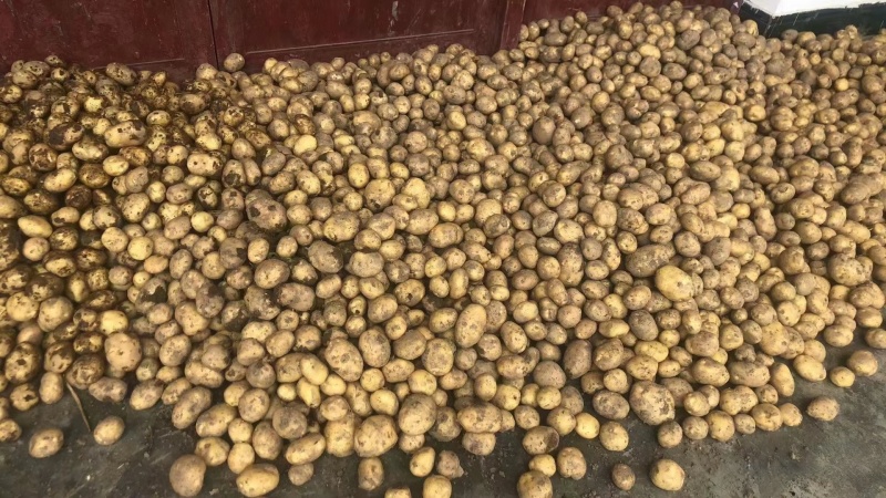 湖北土豆精品马尔科土豆大量上市黄皮黄心量大从优