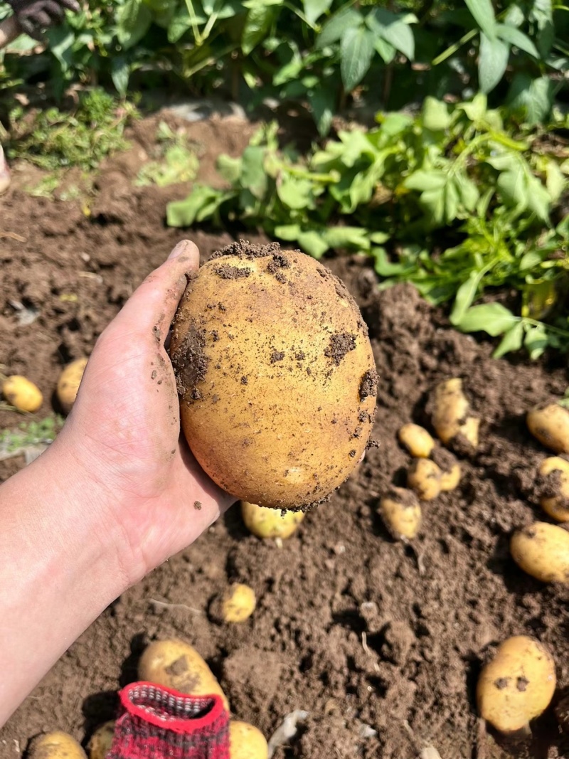 湖北土豆精品马尔科土豆大量上市黄皮黄心量大从优