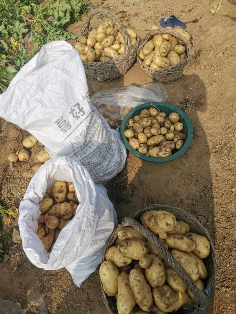 湖北土豆精品马尔科土豆大量上市黄皮黄心量大从优