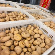 湖北土豆精品马尔科土豆大量上市黄皮黄心量大从优