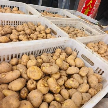 湖北土豆精品马尔科土豆大量上市黄皮黄心量大从优