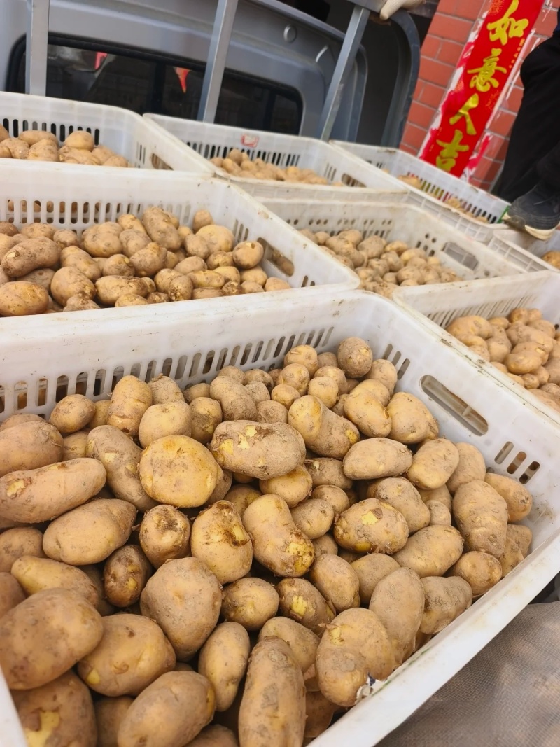 湖北土豆精品马尔科土豆大量上市黄皮黄心量大从优