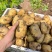 湖北土豆精品马尔科土豆大量上市黄皮黄心量大从优