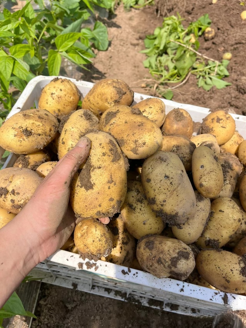湖北土豆精品马尔科土豆大量上市黄皮黄心量大从优