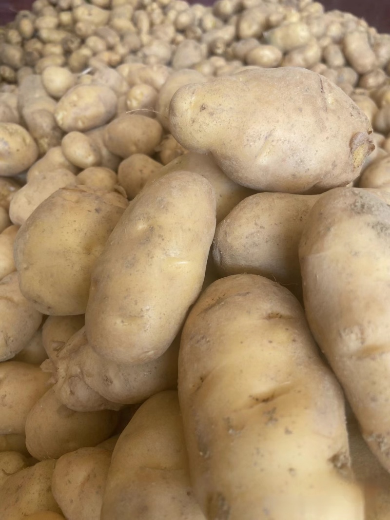 湖北土豆精品马尔科土豆大量上市黄皮黄心量大从优