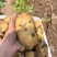 湖北土豆精品马尔科土豆大量上市黄皮黄心量大从优