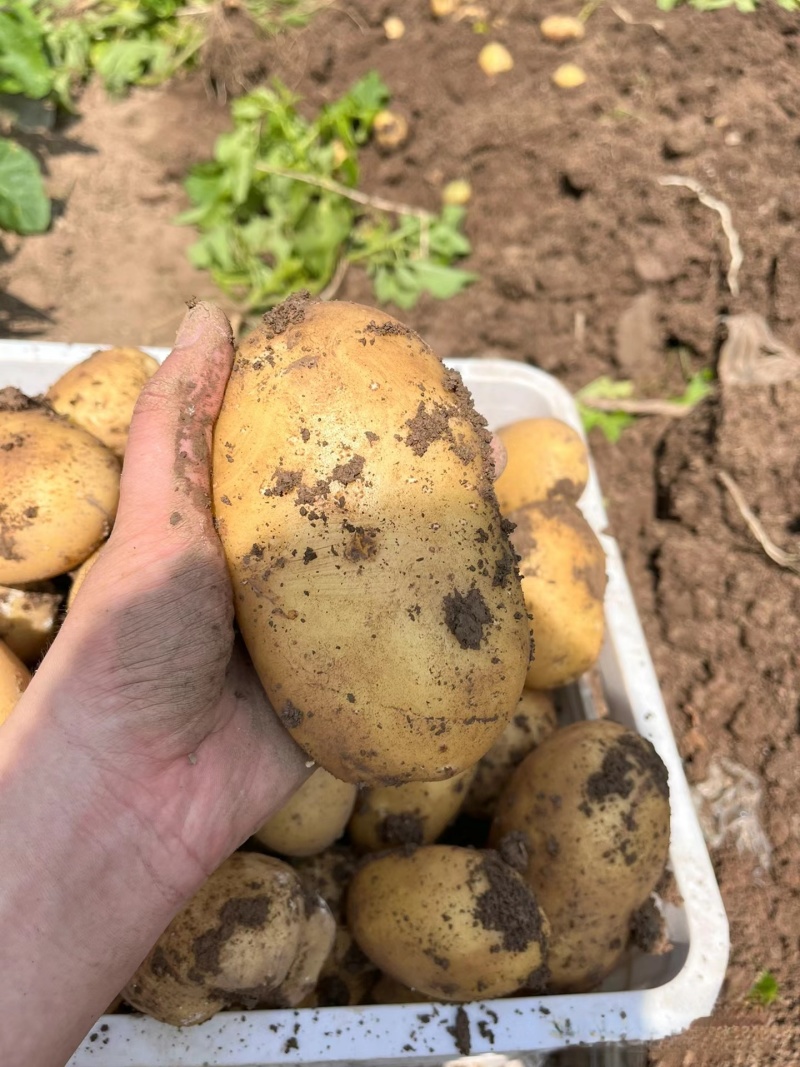 湖北土豆精品马尔科土豆大量上市黄皮黄心量大从优