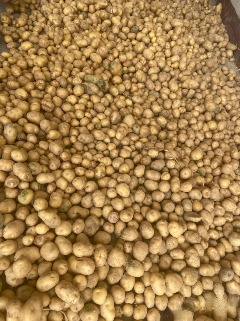 湖北土豆精品马尔科土豆大量上市黄皮黄心量大从优