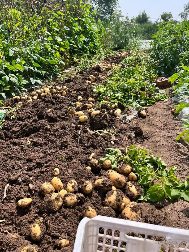 湖北土豆精品马尔科土豆大量上市黄皮黄心量大从优