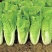四季奶油快菜种子速生五号小白菜美味奶油快菜籽早熟高产耐热