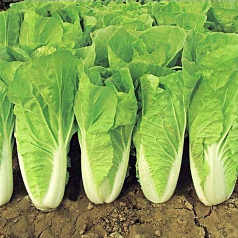 四季奶油快菜种子速生五号小白菜美味奶油快菜籽早熟高产耐热