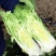 四季奶油快菜种子速生五号小白菜美味奶油快菜籽早熟高产耐热