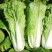 四季奶油快菜种子速生五号小白菜美味奶油快菜籽早熟高产耐热