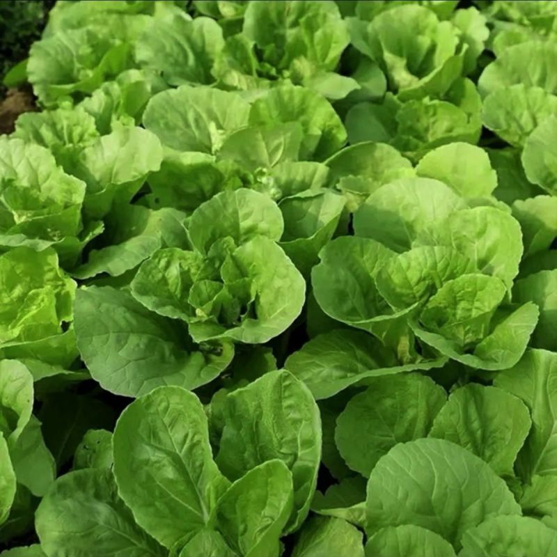 四季奶油快菜种子速生五号小白菜美味奶油快菜籽早熟高产耐热