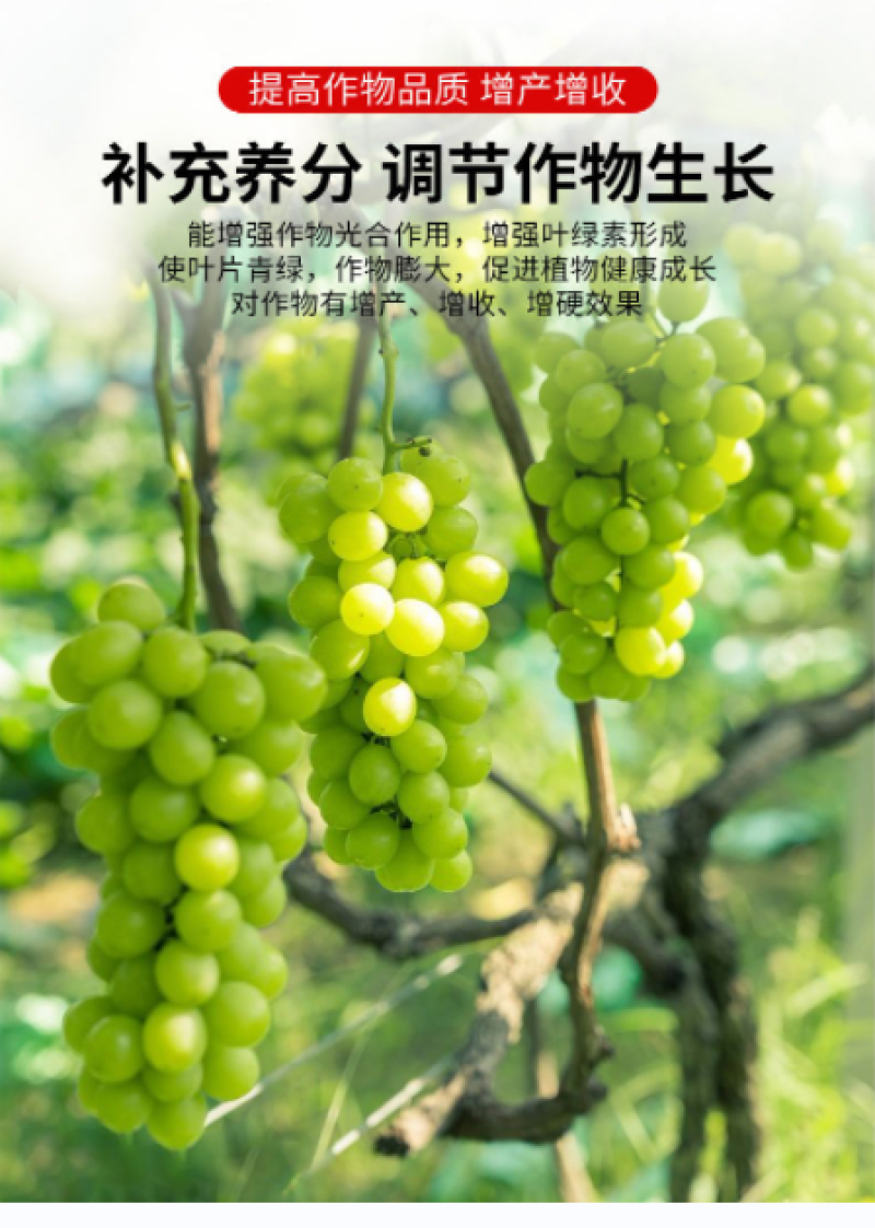 厂家正品直销亚磷酸钾控稍保果抑菌防病瓜果蔬菜肥料