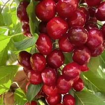 红灯樱桃，甘肃樱桃大量现货品质保证，全国供应发货