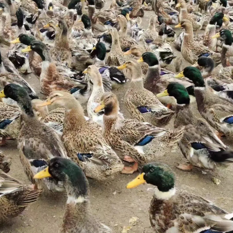广西青头鸭番鸭麻鸭产地直发量大优惠欢迎来电咨询洽谈