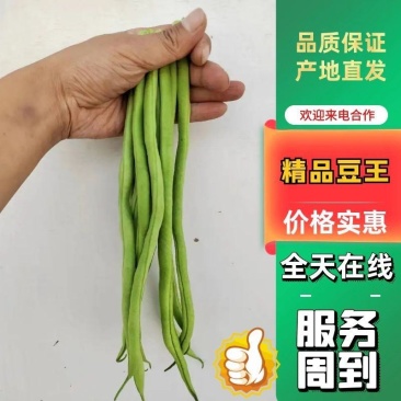 甘肃架豆王豆王精品豆王无丝架豆王豆角缸豆