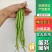 甘肃架豆王豆王精品豆王无丝架豆王豆角缸豆