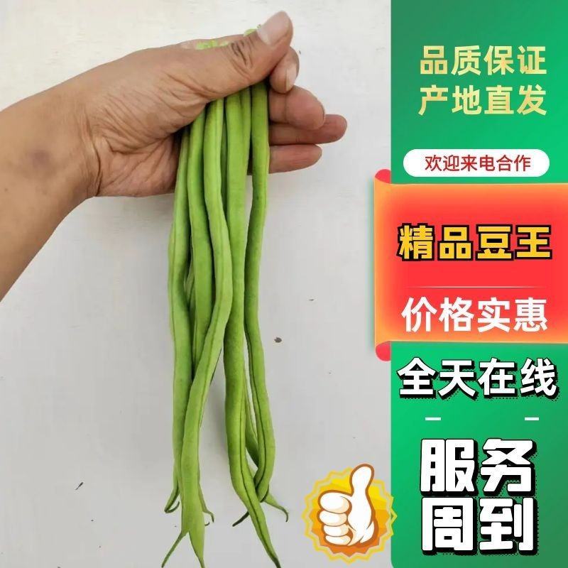 甘肃架豆王豆王精品豆王无丝架豆王豆角缸豆