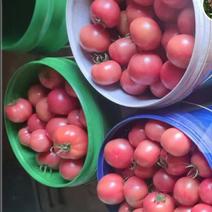 普罗旺斯西红柿价格优惠货源足品相好保质保量可视频