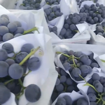 安徽精品夏黑葡萄，货量大，品质好可视频看货