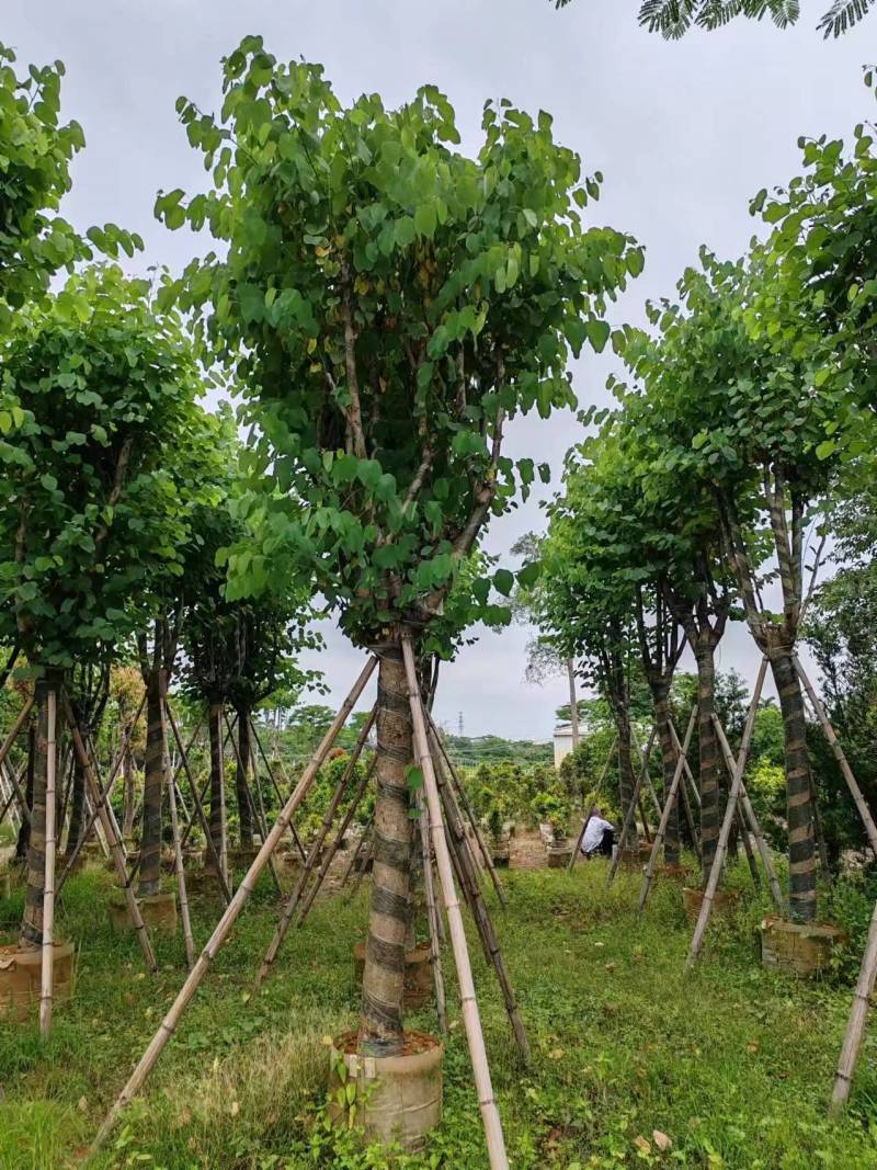 宫粉紫荆12-18公分大量出售，基地直销，规格齐全。