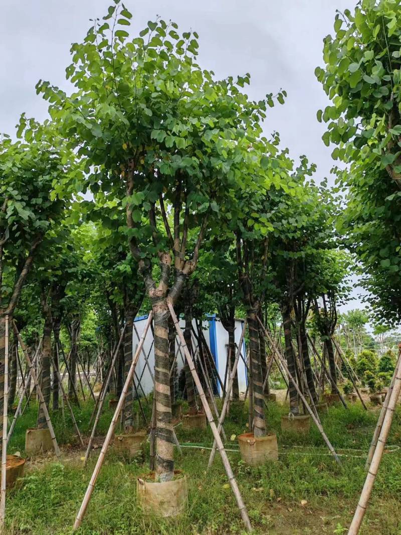 宫粉紫荆12-18公分大量出售，基地直销，规格齐全。