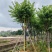 宫粉紫荆12-18公分大量出售，基地直销，规格齐全。