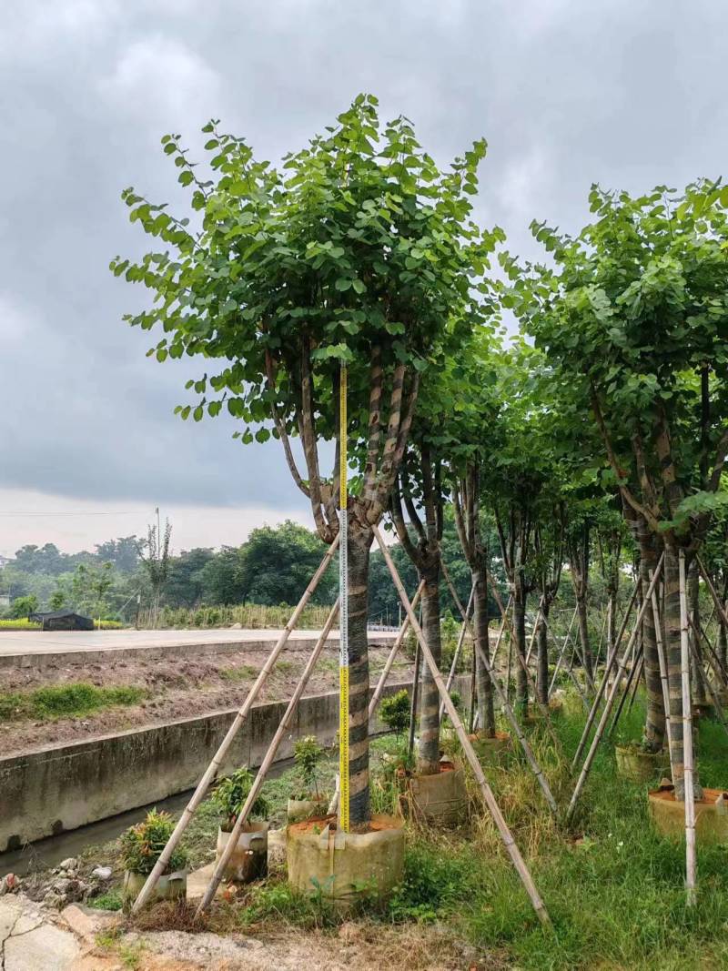 宫粉紫荆12-18公分大量出售，基地直销，规格齐全。