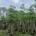 木棉10-15公分大量出售。基地直销，价格便宜